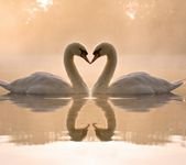 pic for Two Swans 